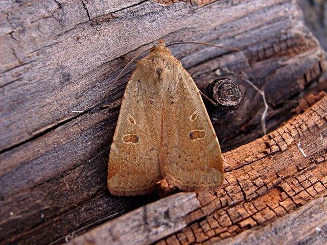 Lesser Yellow Underwing (Noctua comes), adult. Copyright Keith Dover.