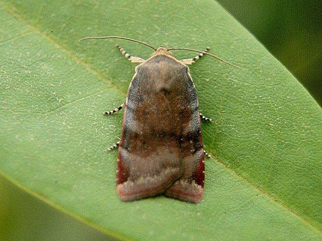 Lesser Broad-bordered Yellow Underwing (Noctua janthe), adult. Copyright Keith Dover.