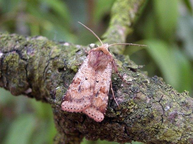 Ingrailed Clay (Diarsia mendica), adult. 28-07-2004. Copyright Keith Dover.