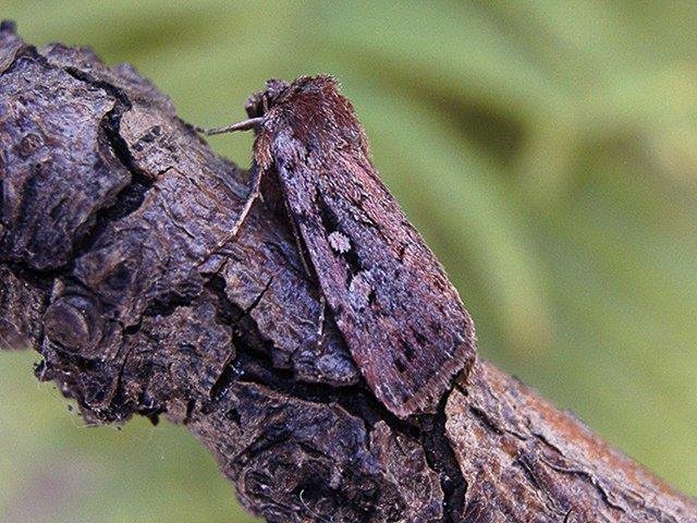 Heath Rustic (Xestia agathina), adult. Chester-le-Street. Copyright Keith Dover.