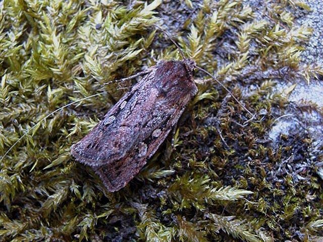 Heath Rustic (Xestia agathina), adult. Chester-le-Street. Copyright Keith Dover.