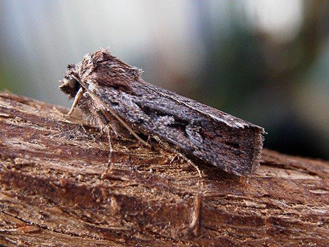 Heath Rustic (Xestia agathina), adult. Waldridge Fell. Copyright Keith Dover.