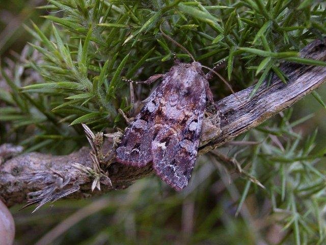 Broom Moth (Ceramica pisi), adult. 26-07-2004. Copyright Keith Dover.