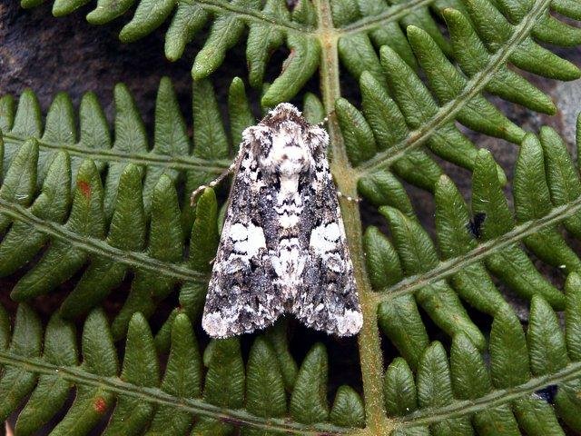 Marbled Coronet (Hadena confusa), adult. 29-07-2004. Copyright Keith Dover.