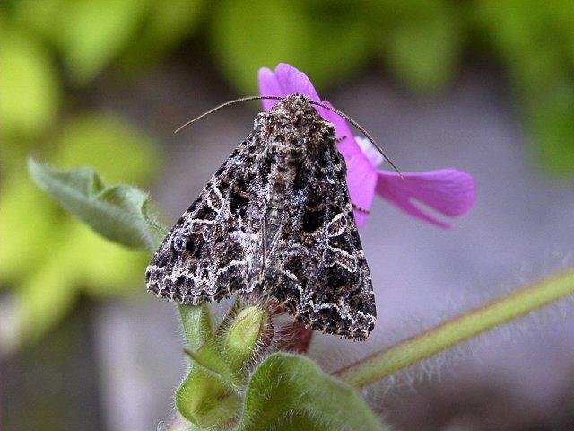 Lychnis (Hadena bicruris), adult. Copyright Keith Dover.