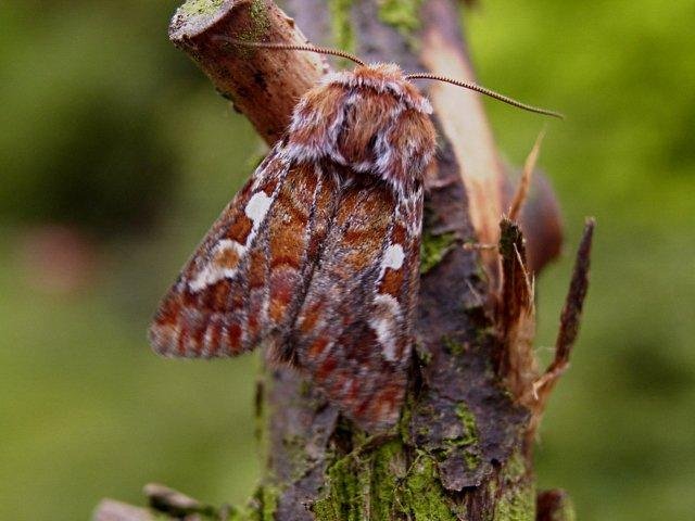 Pine Beauty (Panolis flammea), adult. Taken outside Durham. Copyright Keith Dover.