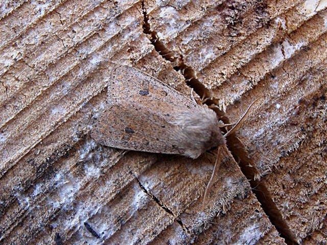 Small Quaker (Orthosia cruda), adult. Copyright Keith Dover.