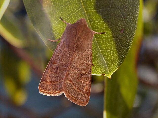 Common Quaker (Orthosia cerasi), adult. Copyright Keith Dover.