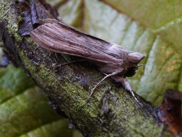 Shark (Cucullia umbratica), adult. Chester-le-Street, 14-07-2004. Copyright Keith Dover.