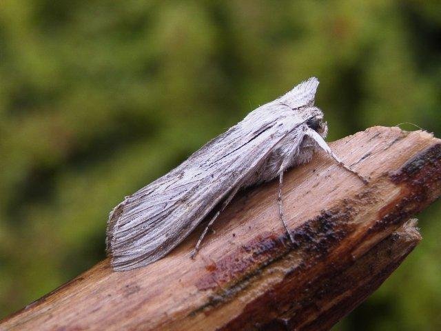 Shark (Cucullia umbratica), adult. Chester-le-Street, 14-07-2004. Copyright Keith Dover.