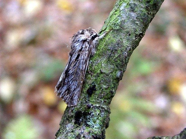 Sprawler (Asteroscopus sphinx), adult Copyright Keith Dover.