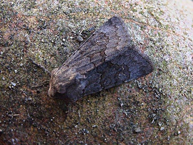 Northern Deep-brown Dart (Aporophyla lueneburgensis), adult. Copyright Keith Dover.