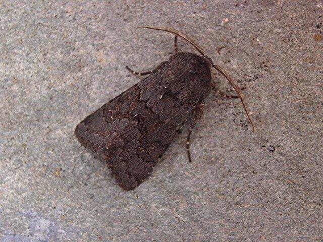 Northern Deep-brown Dart (Aporophyla lueneburgensis), adult. Copyright Keith Dover.