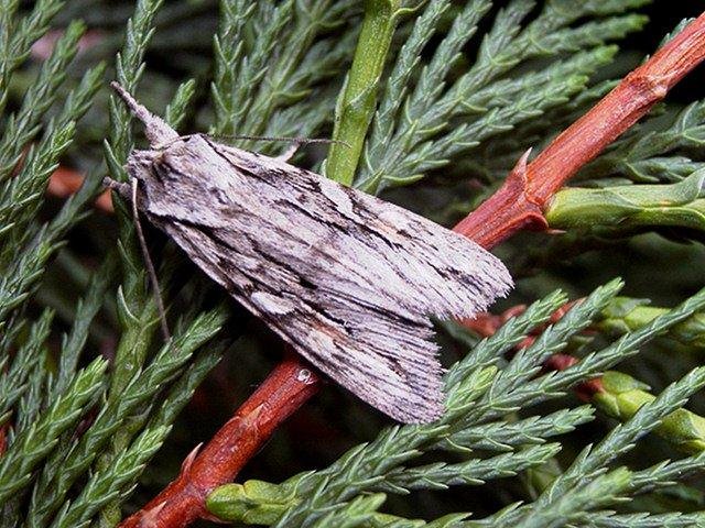 Blair's Shoulder-knot (Lithophane leautieri), adult Copyright Keith Dover.