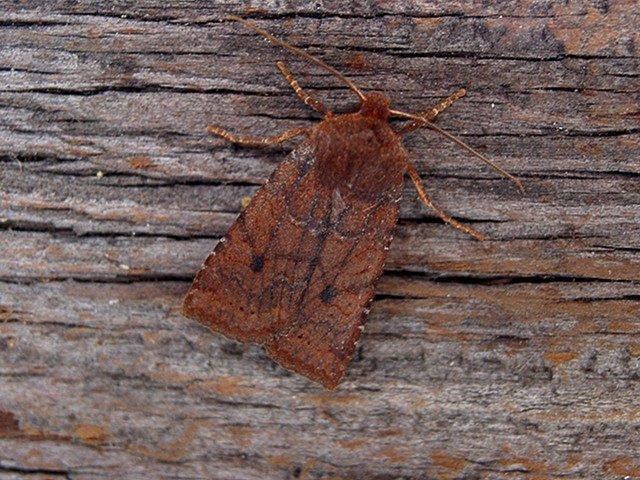 Dark Chestnut (Conistra ligula), adult. Copyright Keith Dover.