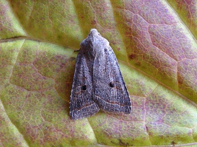 Red-line Quaker (Leptologia lota), adult. Copyright Keith Dover.