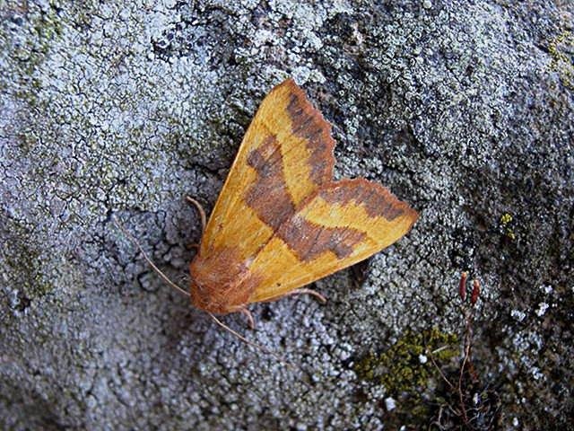 Centre-barred Sallow (Atethmia centrago), adult Copyright Keith Dover.