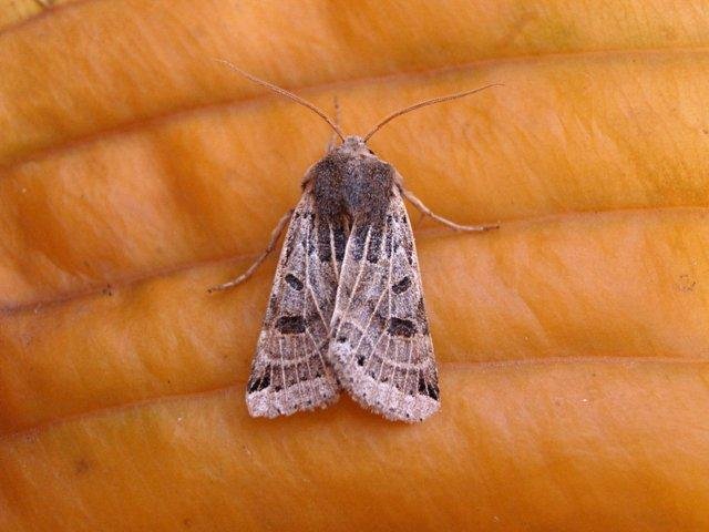 Lunar Underwing (Anchoscelis lunosa), adult. Copyright Keith Dover.