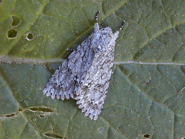 Sycamore (Acronicta aceris), adult. 19-06-2004. Copyright Keith Dover.