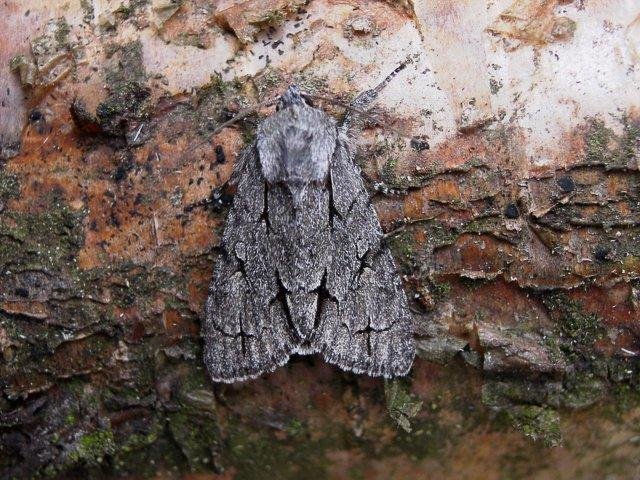 Grey Dagger (Acronicta psi), adult Copyright Keith Dover.