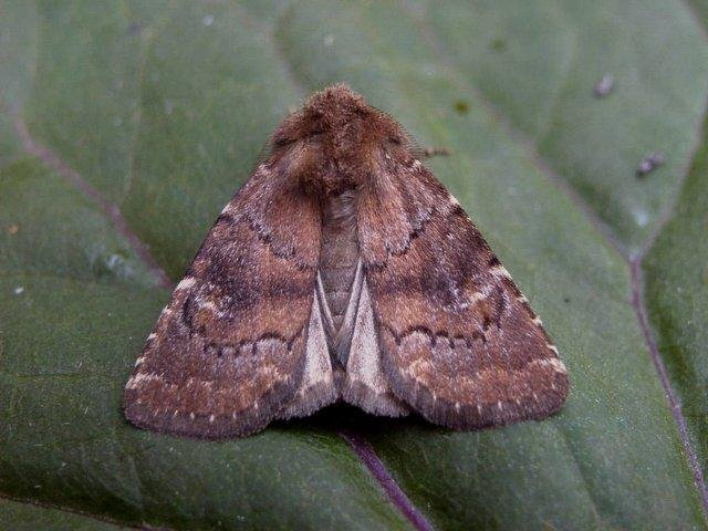 Brown Rustic (Rusina ferruginea), adult. Copyright Keith Dover.