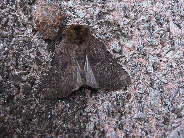 Brown Rustic (Rusina ferruginea), adult. Ashes Allotment. Copyright Keith Dover.