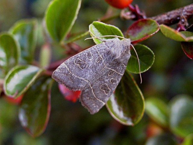 Olive (Ipimorpha subtusa), adult. Copyright Keith Dover.