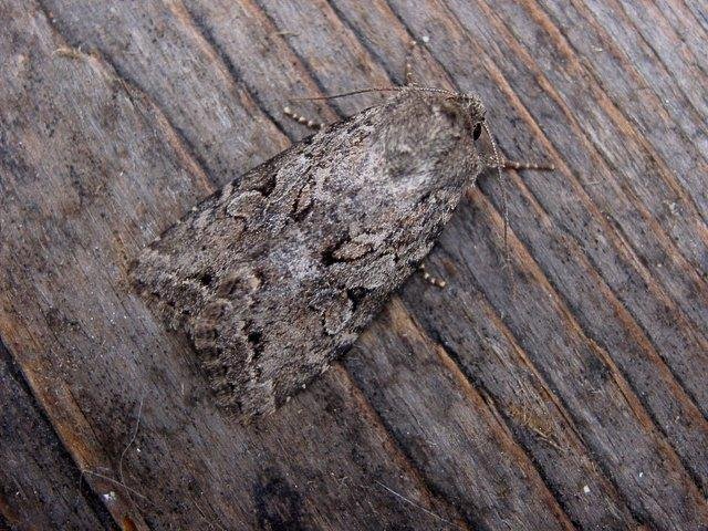 Dingy Shears (Apterogenum ypsillon), adult. Copyright Keith Dover.