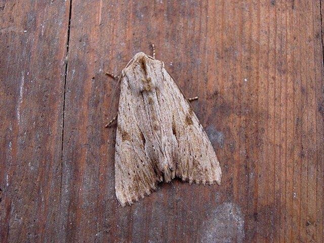 Light Arches (Apamea lithoxylaea), adult. Copyright Keith Dover.