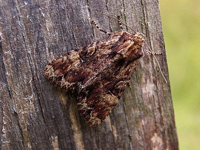 Clouded Brindle (Apamea epomidion), adult. Copyright Keith Dover.