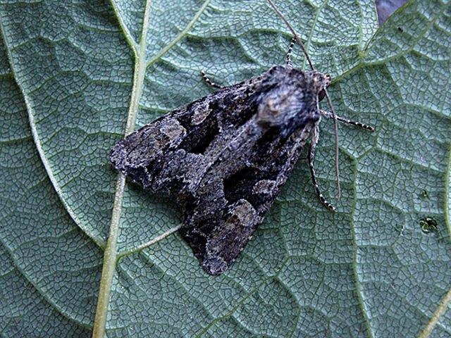 Dusky Brocade (Apamea remissa), adult Copyright Keith Dover.