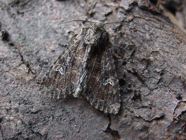 Small Clouded Brindle (Apamea unanimis), adult Copyright Keith Dover.