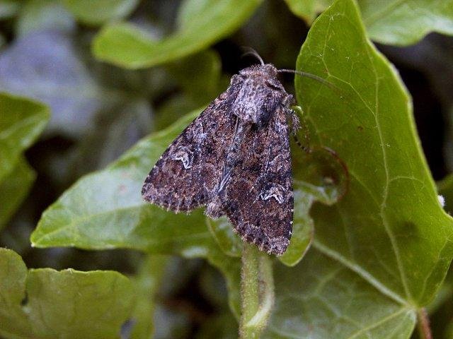 Small Clouded Brindle (Apamea unanimis), adult Copyright Keith Dover.