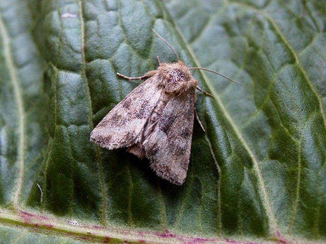 Middle-barred Minor (Oligia fasciuncula), adult. Copyright Keith Dover.