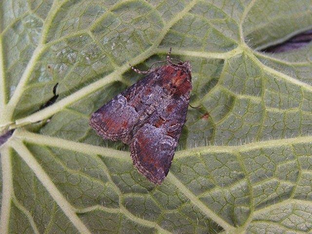 Rosy Minor (Litoligia literosa), adult. Copyright Keith Dover.