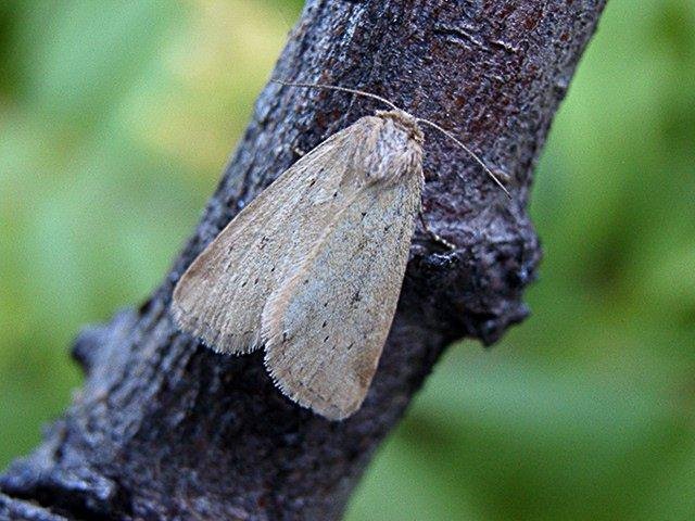 Small Dotted Buff (Photedes minima), adult. Chester-le-Street, 09-07-2003. Copyright Keith Dover.