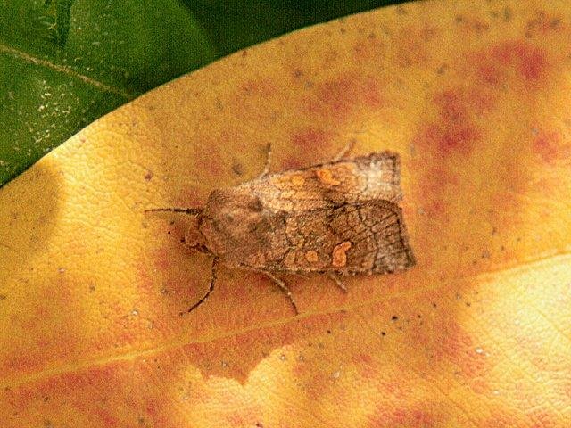 Crinan Ear (Amphipoea crinanensis), adult. Copyright Keith Dover.