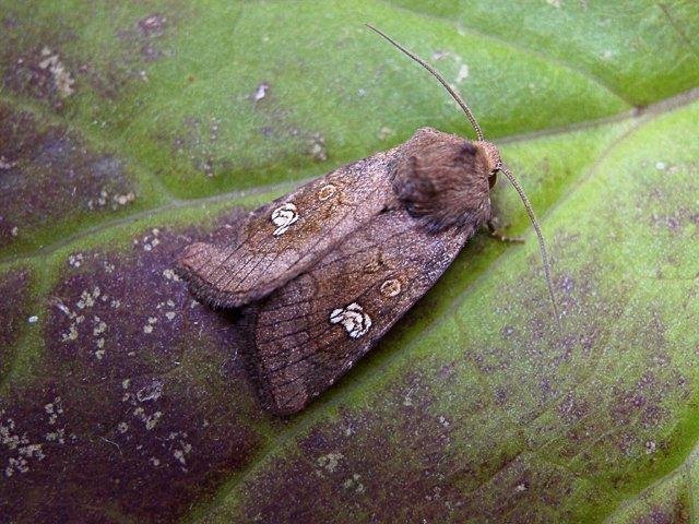 Ear Moth (Amphipoea oculea), adult. Copyright Keith Dover.