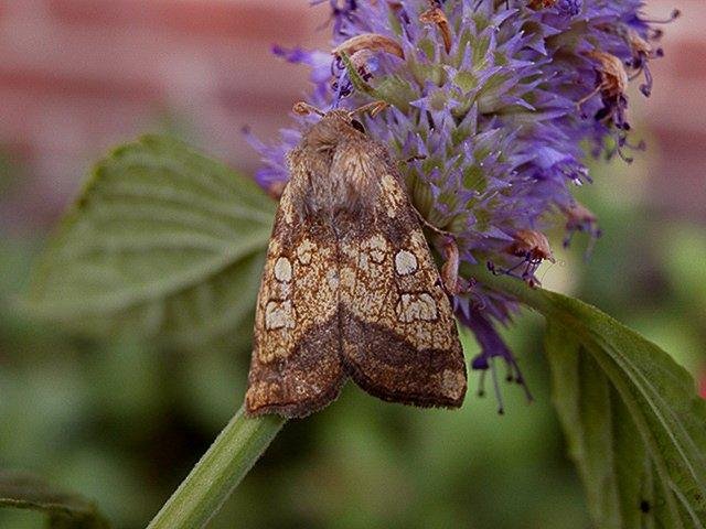 Frosted Orange (Gortyna flavago), adult. Chester-le-Street. Copyright Keith Dover.