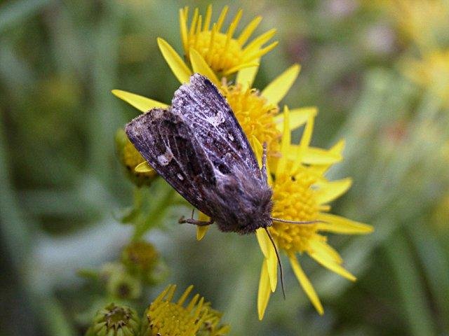 Haworth's Minor (Celaena haworthii), adult. Copyright Keith Dover.