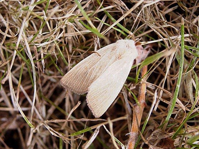 Fen Wainscot (Arenostola phragmitidis), adult. Taken outside Durham, 26-07-2006. Copyright Keith Dover.