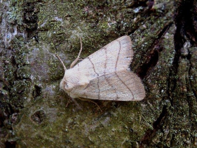 Treble Lines (Charanyca trigrammica), adult. 18-06-2004. Copyright Keith Dover.