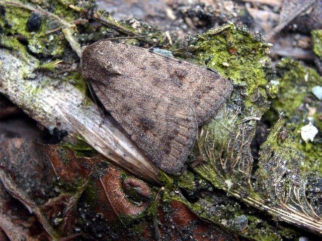 Mottled Rustic (Caradrina morpheus), adult Copyright Keith Dover.