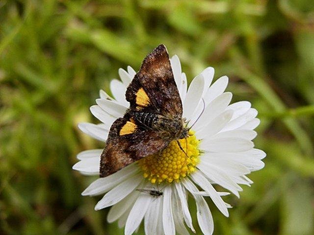 Small Yellow Underwing (Panemeria tenebrata), adult. Wingate Quarry. Copyright Keith Dover.