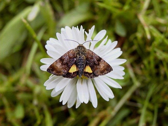 Small Yellow Underwing (Panemeria tenebrata), adult. Wingate Quarry. Copyright Keith Dover.