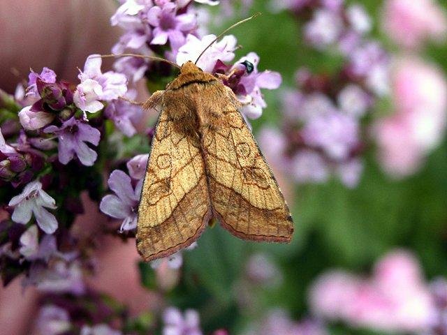 Bordered Sallow (Pyrrhia umbra), adult. Chester-le-Street, 23-07-2005. Copyright Keith Dover.