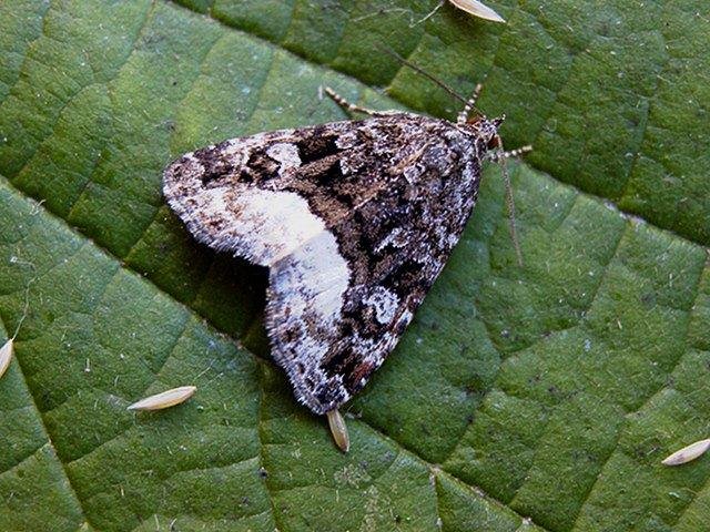 Marbled White Spot (Protodeltote pygarga), adult. Copyright Keith Dover.