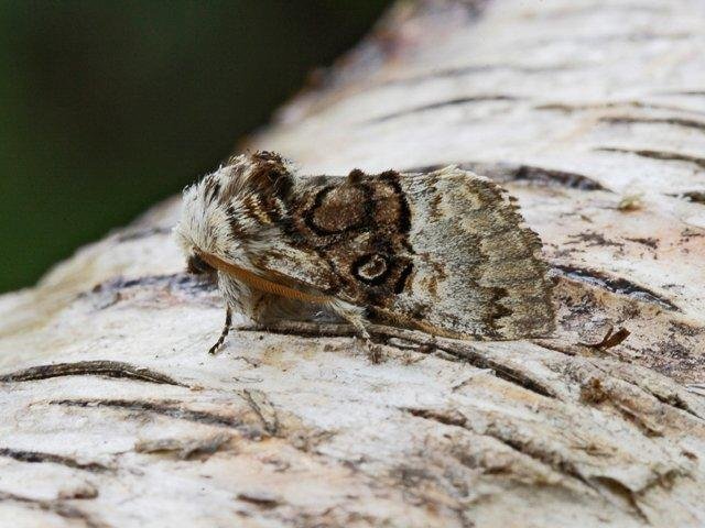 Nut-tree Tussock (Colocasia coryli), adult. 19-05-2009. Copyright Keith Dover.