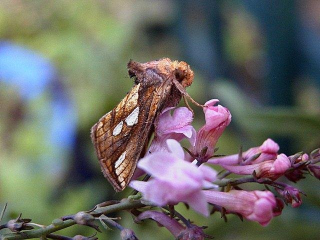 Gold Spot (Plusia festucae), adult Copyright Keith Dover.