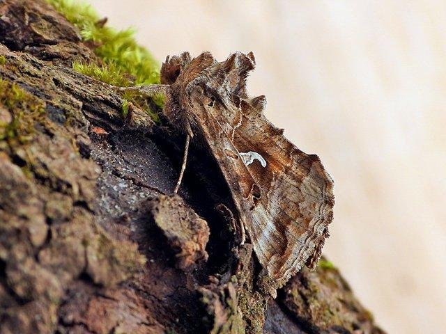 Silver Y (Autographa gamma), adult. 01-04-2021. Copyright Keith Dover.